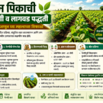 soybean crop